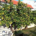 Old Olive, 3lovelyvillas بودغورا